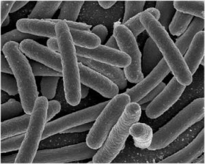 coliform-bacteria