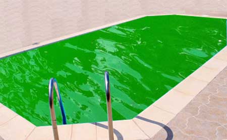 remove algae from pool water